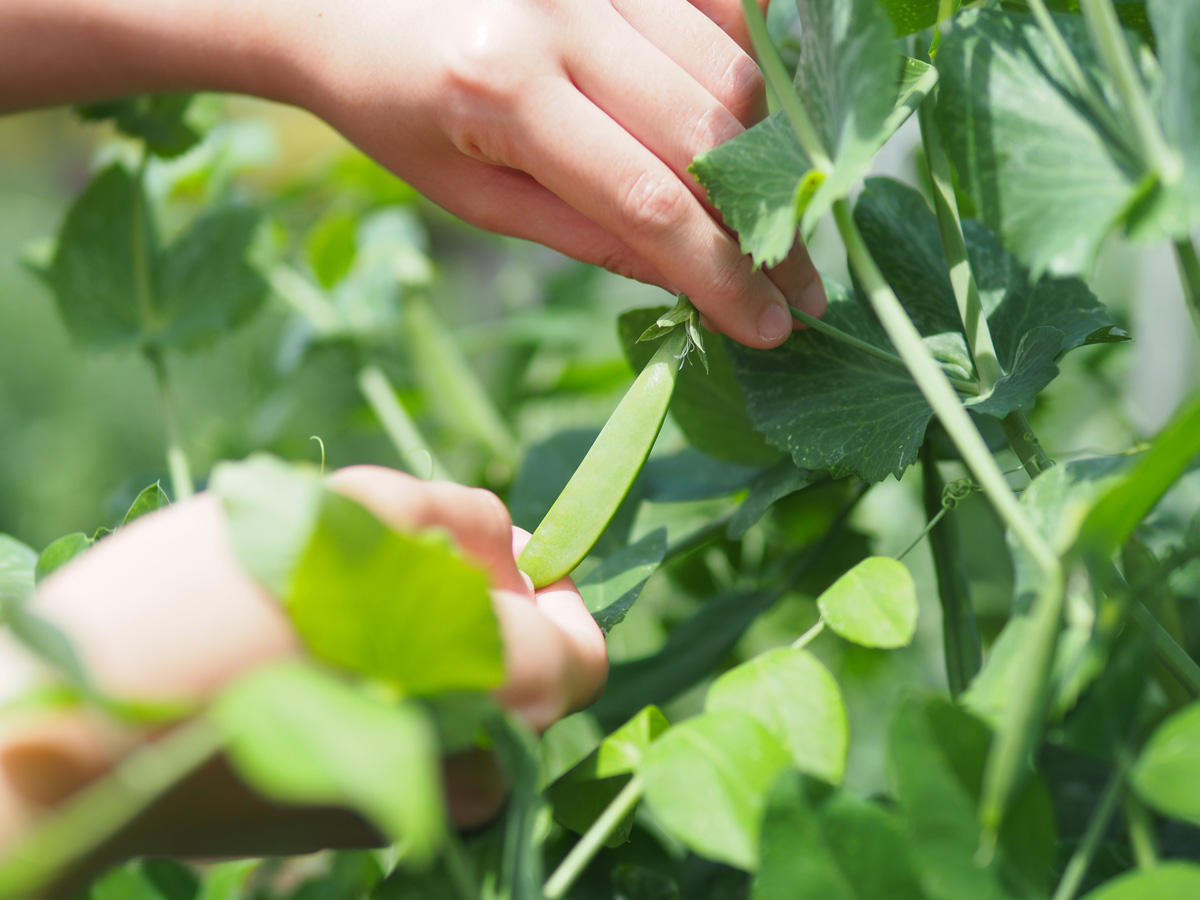 農園を知って、初めて出せる『Farm to table』