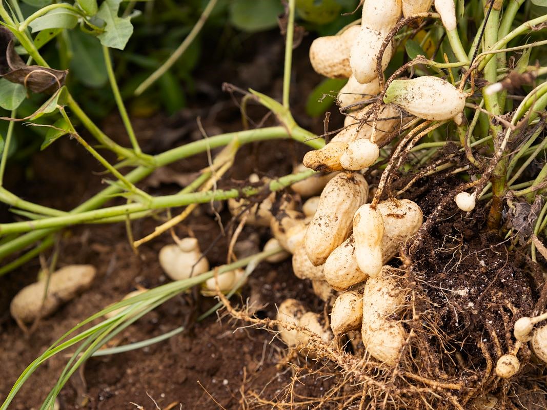 10月の収穫は落花生「おおまさり」が旬。掘れば掘るほど幸せ発見 ～THE FARMの宝探し