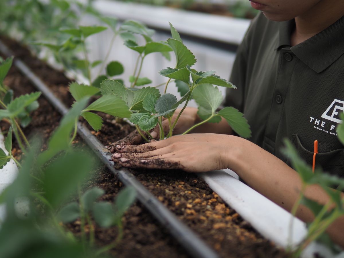 「THE FARM星空いちご園」秋の定植が完了。～冬の夜空に、甘い星粒をとどけたい